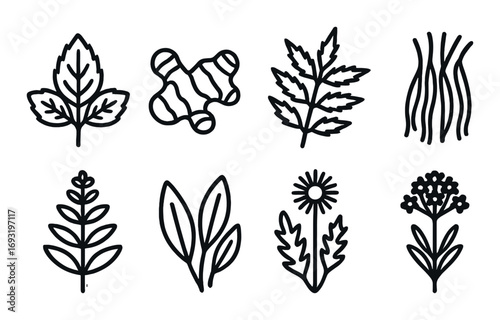 Herbs and spices silhouette icon set. featuring basil, ginger, parsley, chives, rosemary, bay leaf, chamomile, thyme.