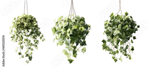 Three hanging potted plants with cascading leaves
