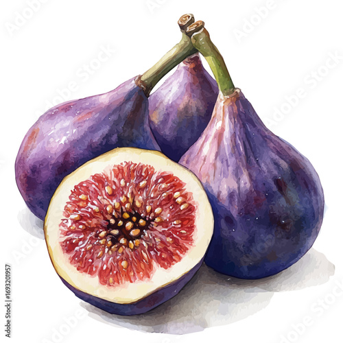 Fig, watercolor vector, isolated on a white background.