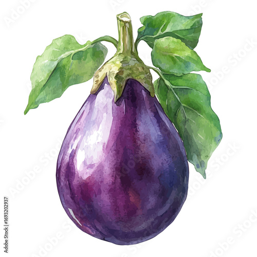 watercolor of Eggplant, vector, isolated on a white background.