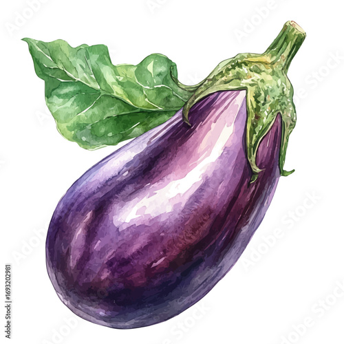 Eggplant, watercolor drawing vector, isolated on a white background.