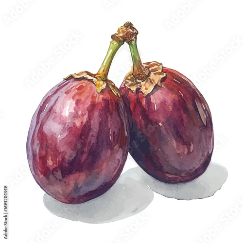 Date, watercolor illustration vector, isolated on a white background.