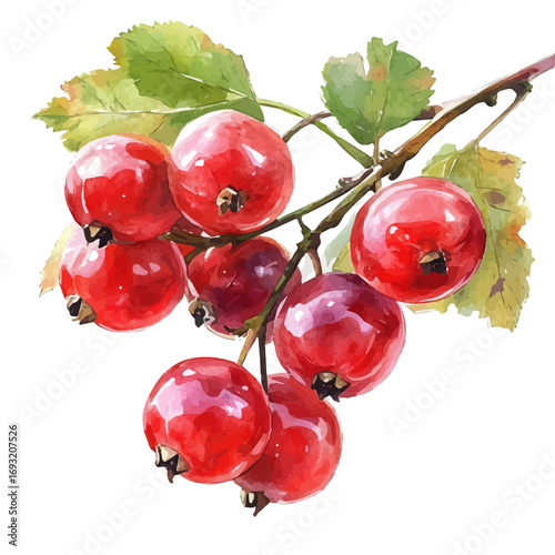 Currant, watercolor drawing vector, isolated on a white background.