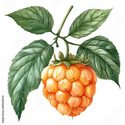 Cloudberry, watercolor vector, isolated on a white background.