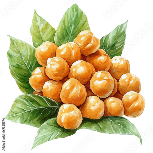Chickpeas, watercolor drawing vector, isolated on a white background.