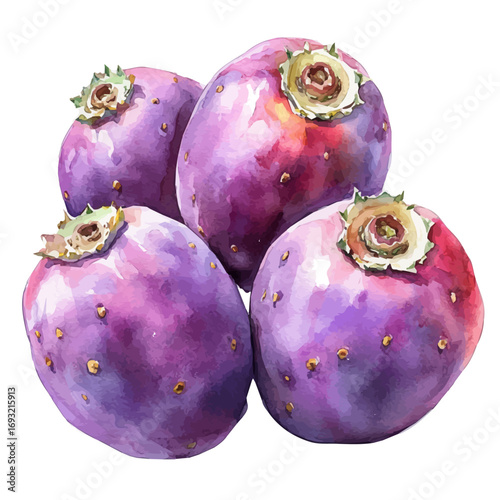 Cactus Pear, watercolor illustration vector, isolated on a white background.