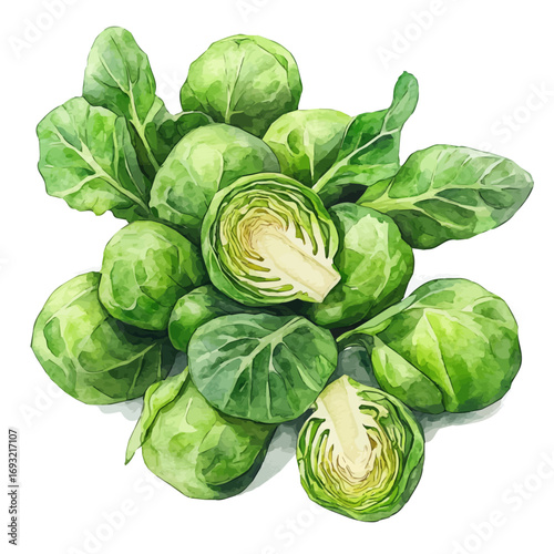Brussels Sprouts, watercolor illustration vector, isolated on a white background.