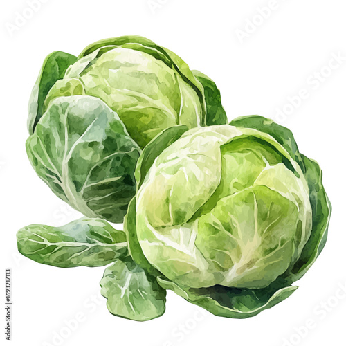 Brussels Sprouts, watercolor clipart vector, isolated on a white background.