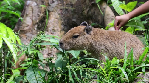 Baby capybara on green grass, grazing in wild nature. South American wildlife, rodent, natural habitat, tropical meadow, young animal, outdoor scene, peaceful environment