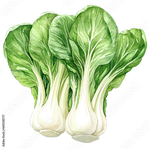 Bok Choy, watercolor drawing vector, isolated on a white background.