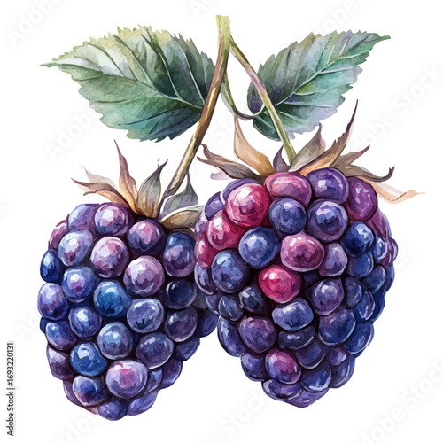 Blackberry, watercolor vector, isolated on a white background.