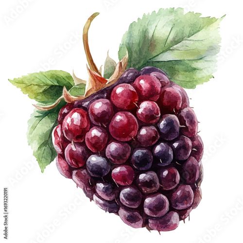 Blackberry, watercolor vector, isolated on a white background.