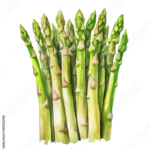 Asparagus, watercolor drawing vector, isolated on a white background.