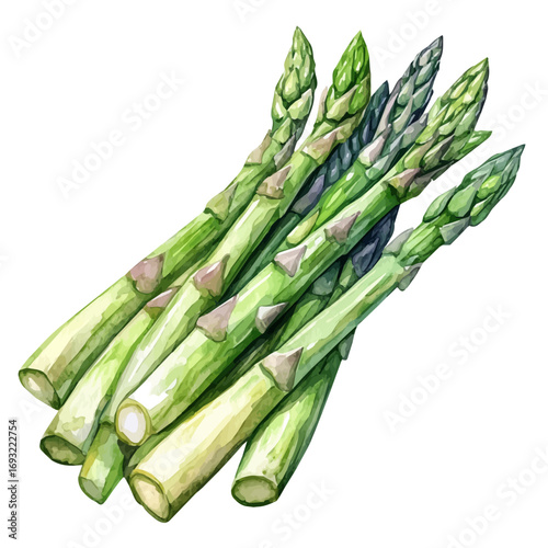 Asparagus, watercolor painting vector, isolated on a white background.