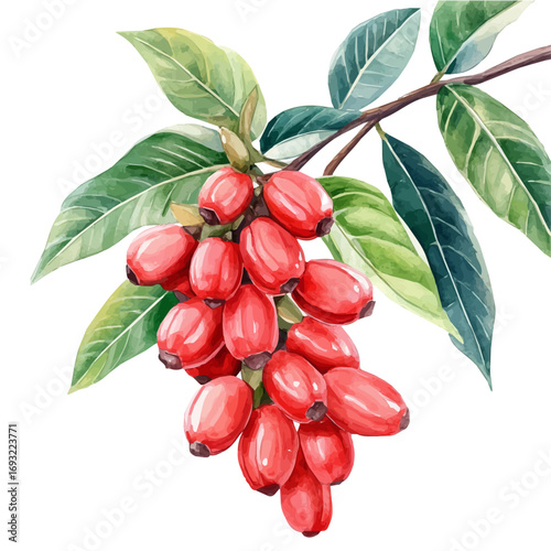 Ackee, watercolor painting vector, isolated on a white background.