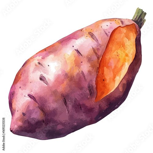 Sweet Potato, watercolor painting vector, isolated on a white background.