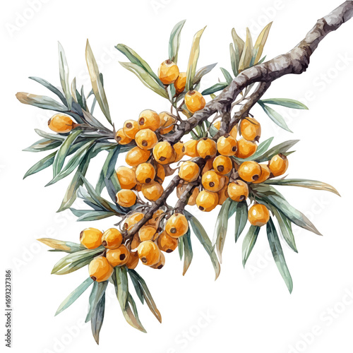 Sea Buckthorn, watercolor drawing vector, isolated on a white background.