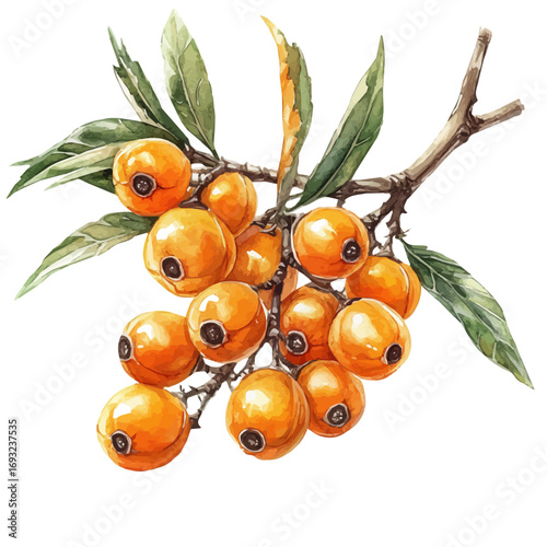 Sea Buckthorn, watercolor painting vector, isolated on a white background.