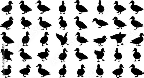 collection of mallard duck silhouettes for designers
