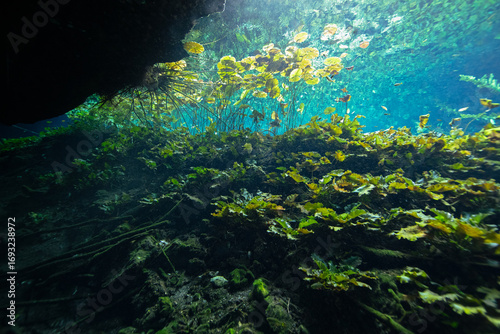 Underwater view of a water lily and water flowers in Nicte Ha Cenote in the Yucatan Peninsula, Mexico