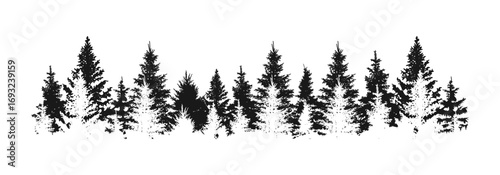 Forest vector silhouette collection. Pine trees silhouettes set. Black natural scape tree group illustrations
