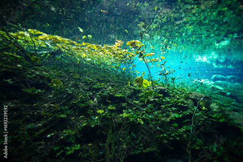 Underwater view of a water lily and water flowers in Nicte Ha Cenote in the Yucatan Peninsula, Mexico