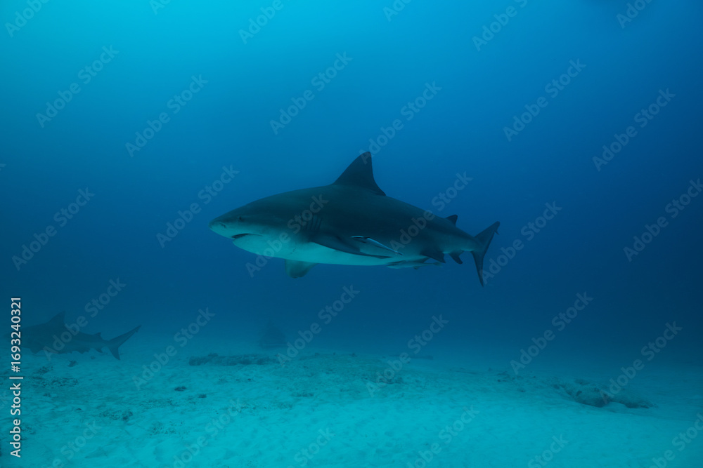 Naklejka premium A bull shark with pilot fish in the Caribbean Sea near the coast of Playa del Carmen on the Yucatan Peninsula in Mexico