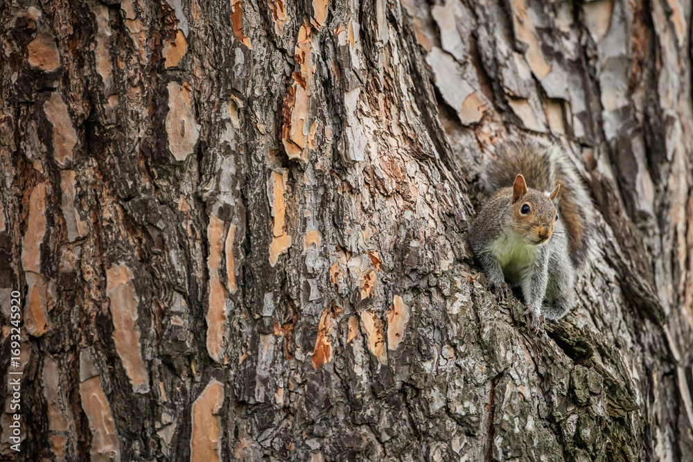 Obraz premium Tree Squirrel or Smith's Bush Squirrel [Paraxerus cepapi] in a tree