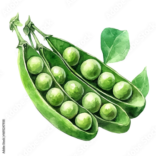 Peas, watercolor clipart vector, isolated on a white background.