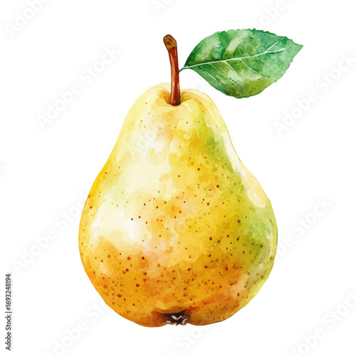 Pear, watercolor vector, isolated on a white background.