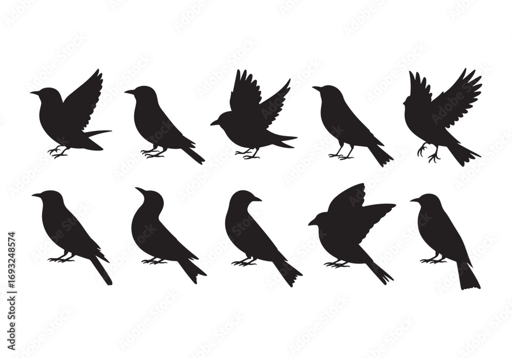 Obraz premium Collection of ten silhouette birds in various poses and flying silhouettes collection white background