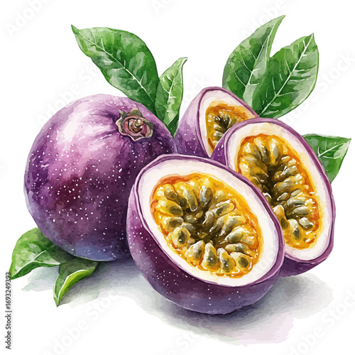 Passion Fruit, watercolor painting vector, isolated on a white background.