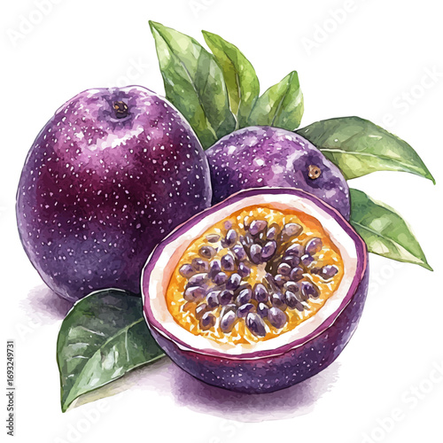 Passion Fruit, watercolor painting vector, isolated on a white background.