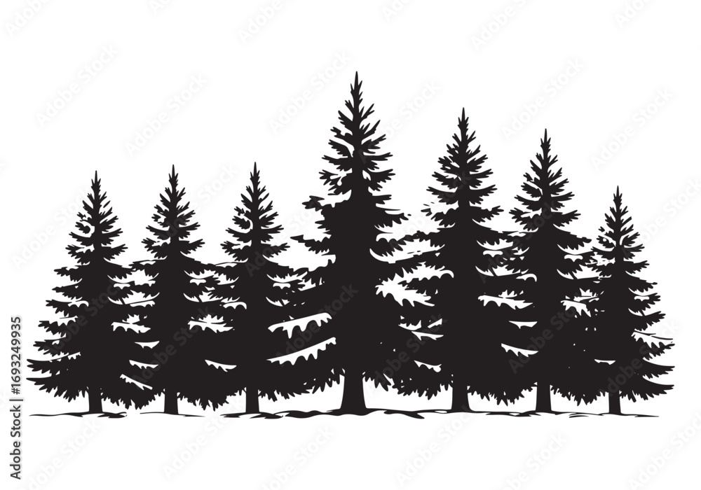 Fototapeta premium Silhouetted evergreen pine trees in a dense forest landscape white background