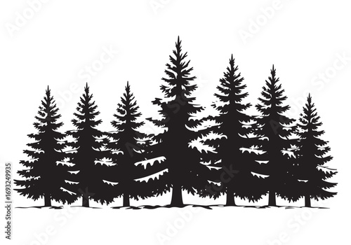 Silhouetted evergreen pine trees in a dense forest landscape white background