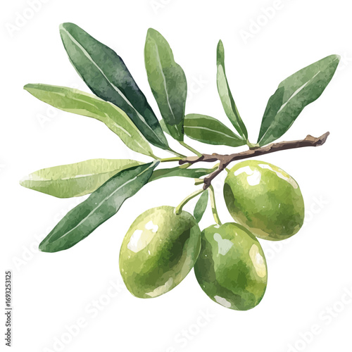 watercolor vector of Olive, isolated on a white background.