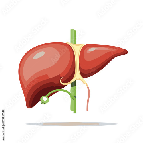 Illustration of a Human Liver and Gallbladder Anatomy, Medical and Scientific Concept.