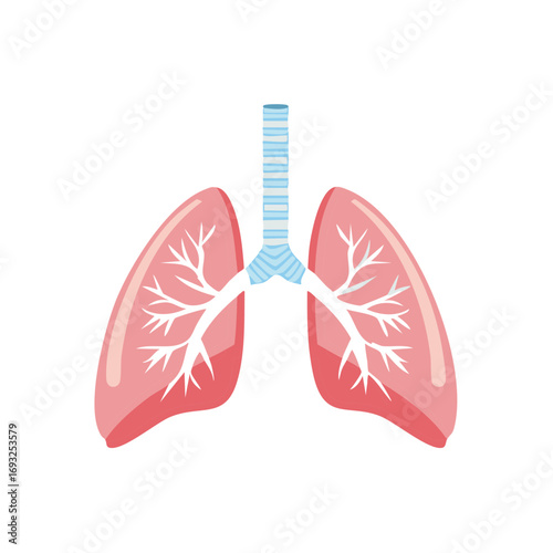 Simplified illustration of human lungs and trachea showing branching airways
