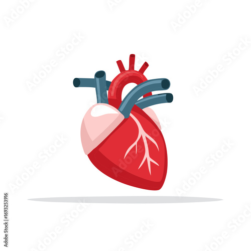 Stylized human anatomical heart illustration representing medicine healthcare and cardiology concepts
