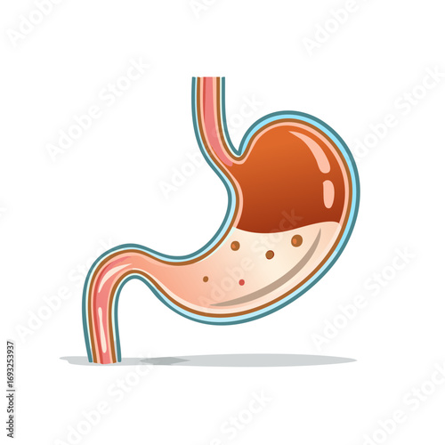 Human Stomach Anatomy Illustration with Internal Details and Digestive Fluid Graphic, Ideal for Medical Educational Resources