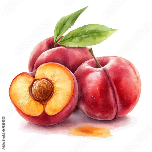 Nectarine, watercolor clipart vector, isolated on a white background.