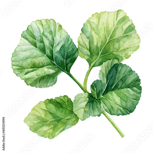 watercolor of Mustard Greens, vector, isolated on a white background.