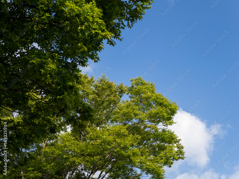 Obraz premium 新緑の木々と青空