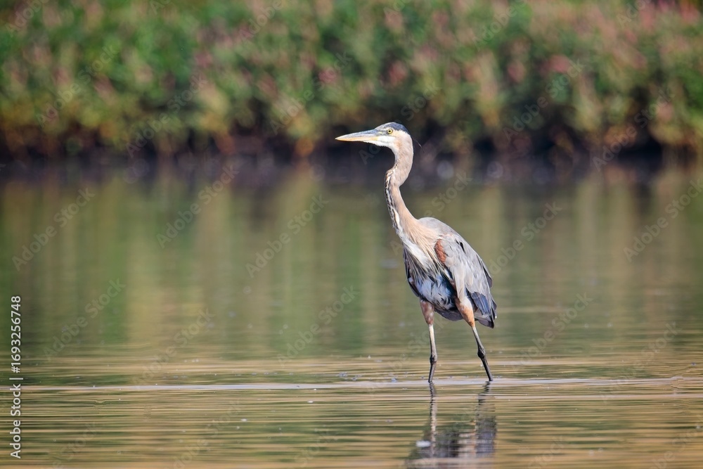 Naklejka premium Heron walks in the shallow water.