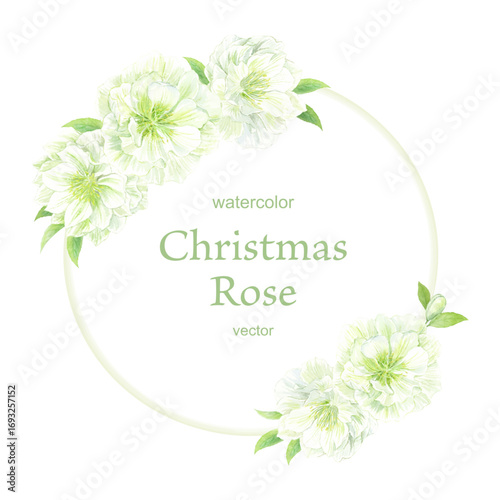 水彩で描いた白いクリスマスローズ ダブルの円フレーム