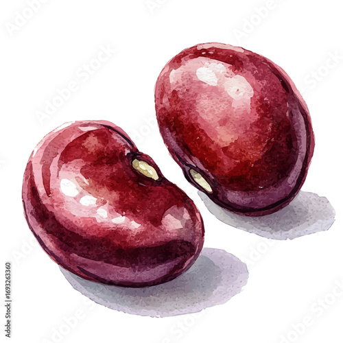 Kidney Beans, watercolor clipart vector, isolated on a white background.