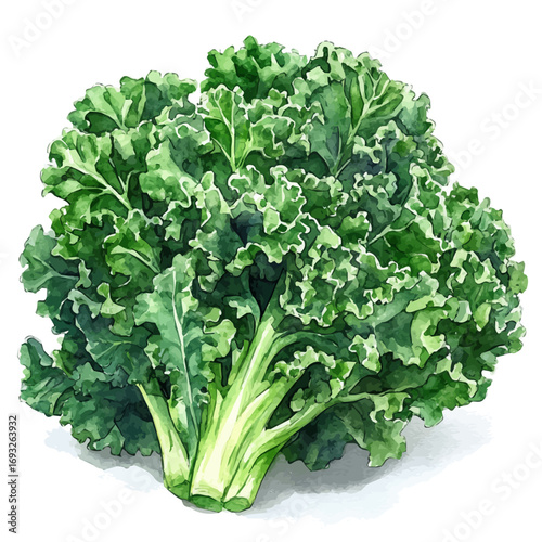 Kale, watercolor clipart vector, isolated on a white background.