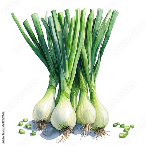 Green Onion, watercolor illustration vector, isolated on a white background.