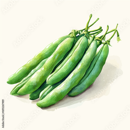 Green Beans, watercolor clipart vector, isolated on a white background.