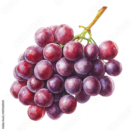 watercolor vector of Grape, isolated on a white background.